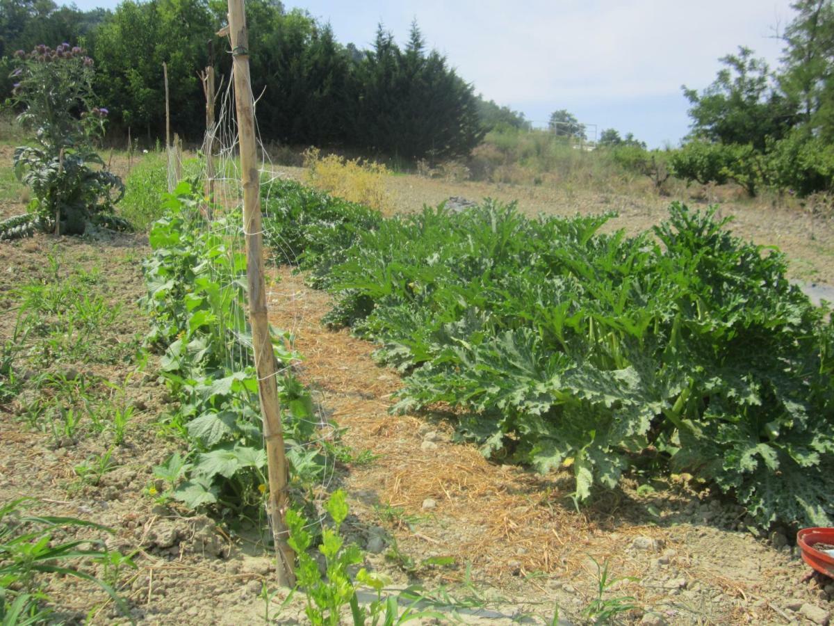 Le Spighe Agroturismo *